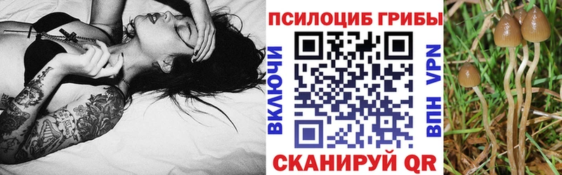 shop наркотические препараты  Знаменск  Галлюциногенные грибы прущие грибы 